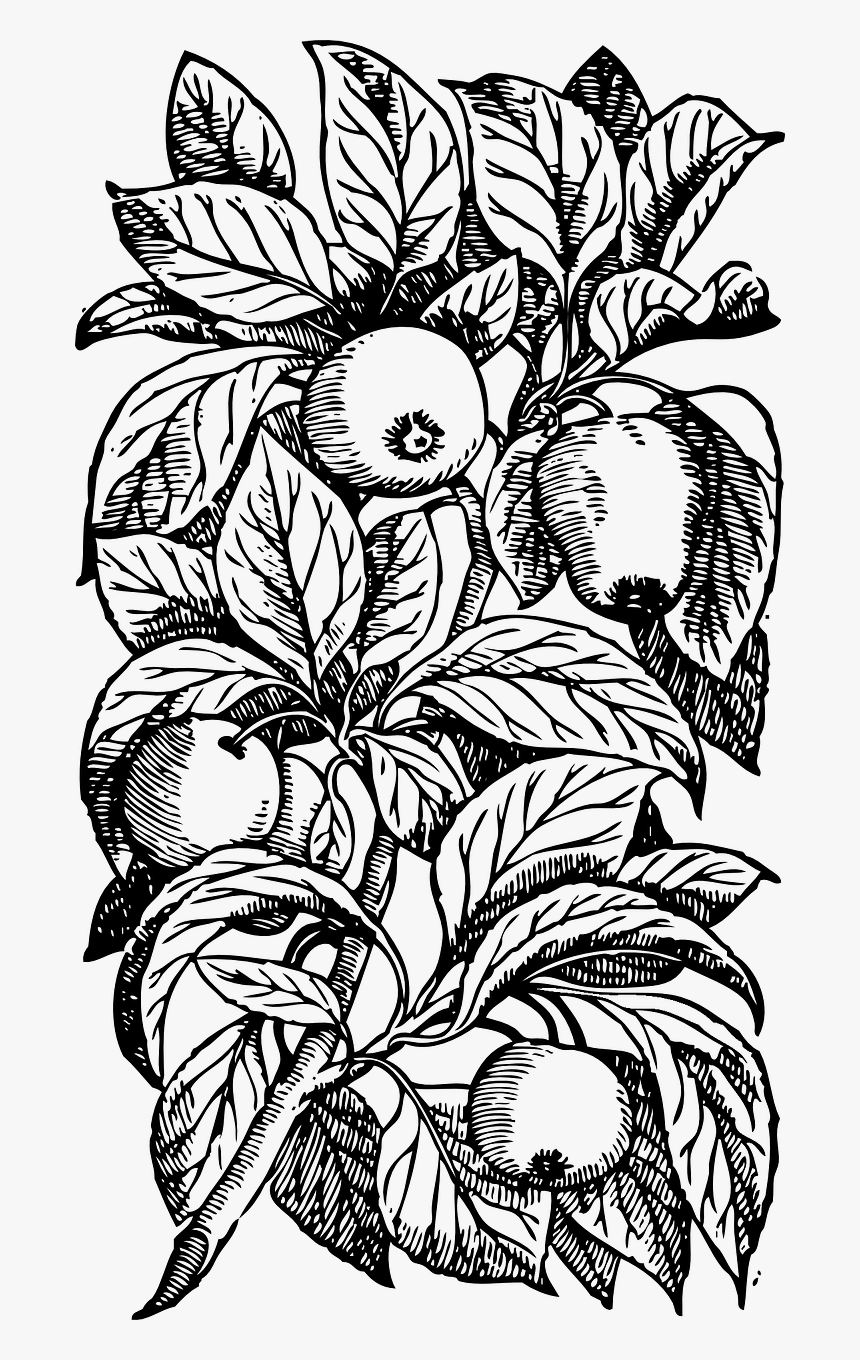 Tree Branches With Leaves Png, Transparent Png