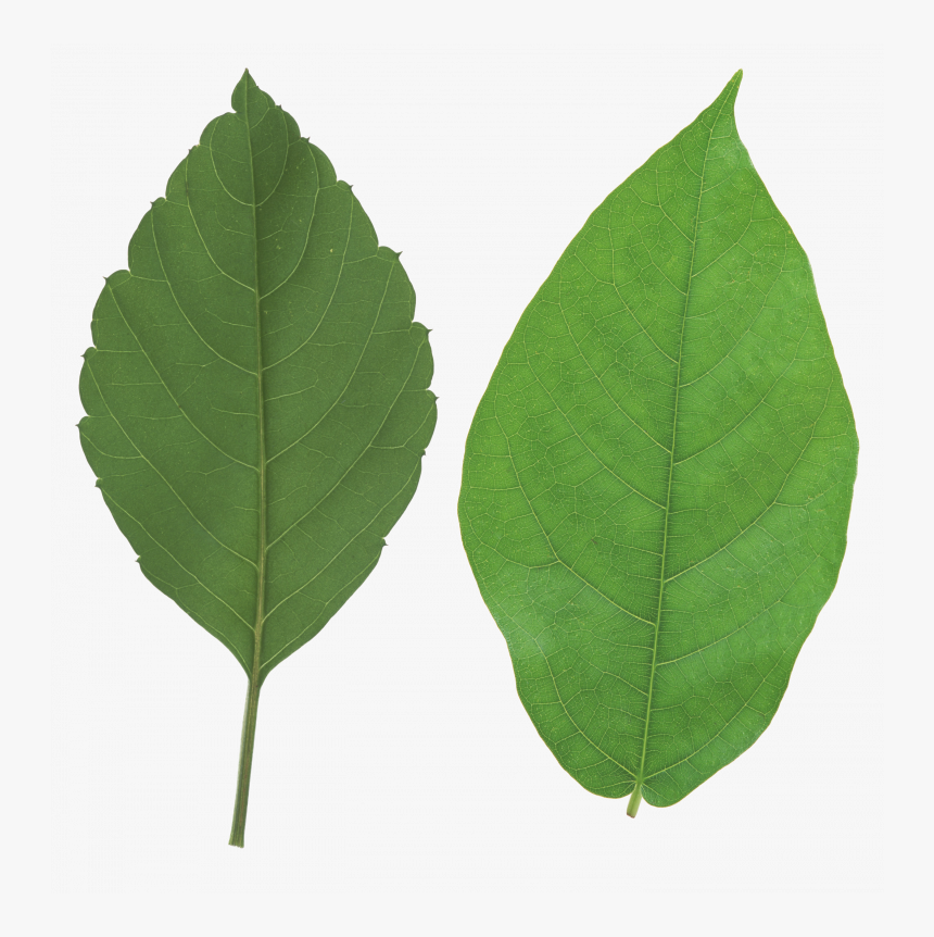 Best Free Green Leaves Transparent Png File, Png Download