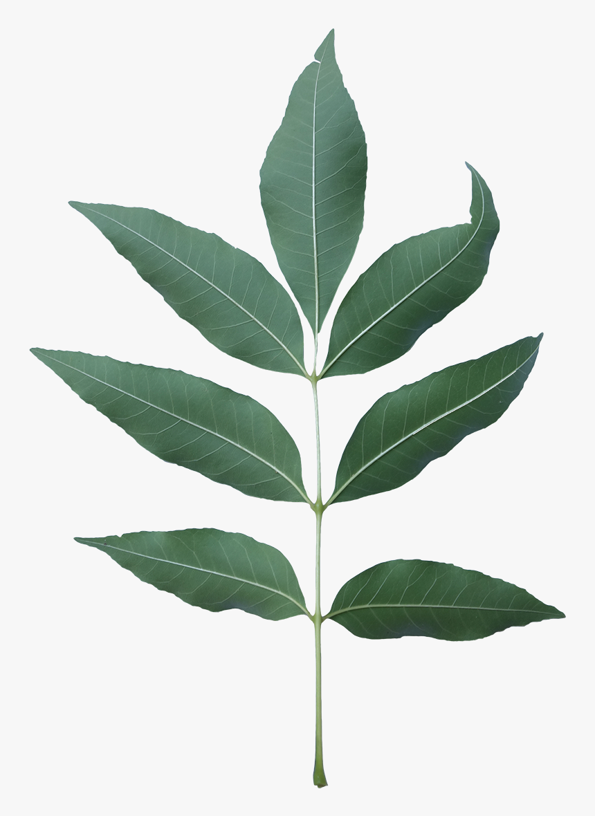 Tree Branches With Leaves Png, Transparent Png