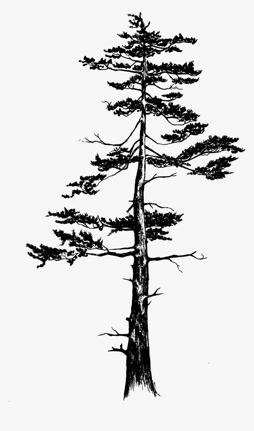 Jackpine Black, HD Png Download