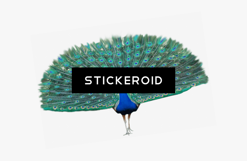 Transparent Peacock Wings Png, Png Download