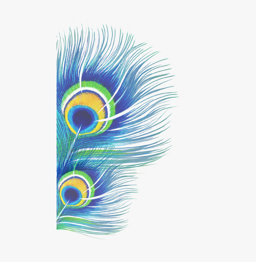 Peacockl, HD Png Download