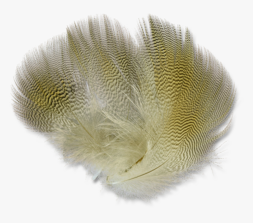 Lemon Wood Duck, HD Png Download