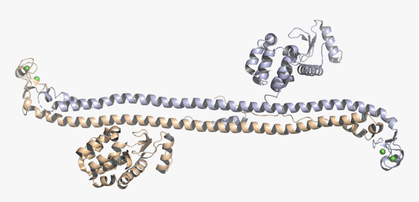 Crystal Structure Of The Trim5α Hiv-1 Restriction Factor, HD Png Download
