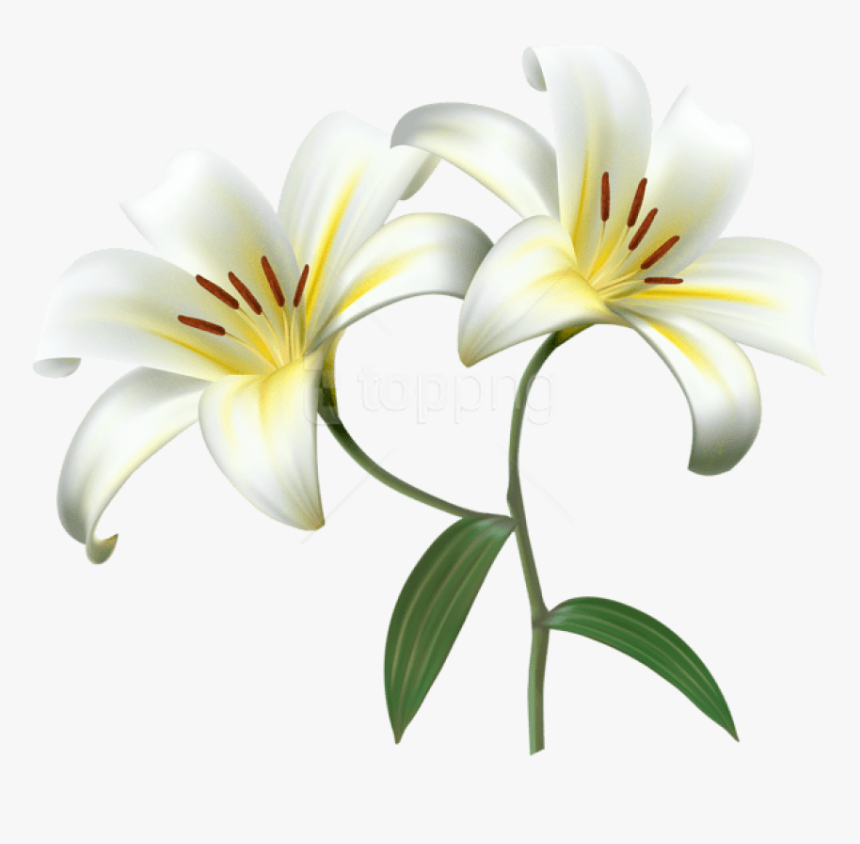 Free Png Download White Lilium Flower Decorative Transparent, Png Download