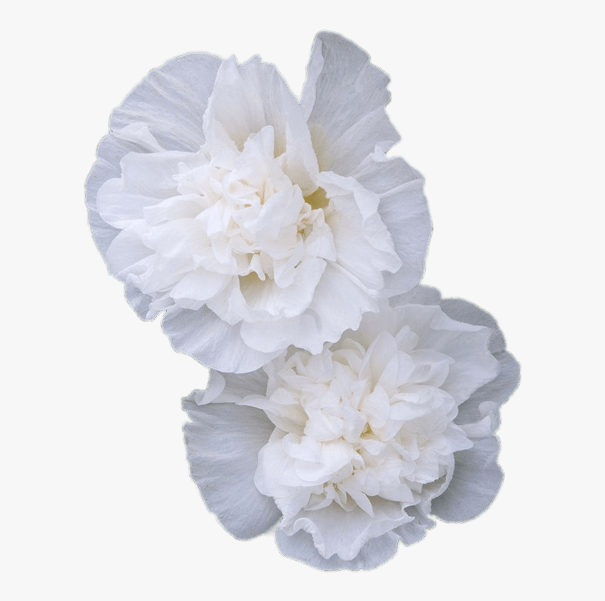 Double White Hollyhock Flowers, HD Png Download