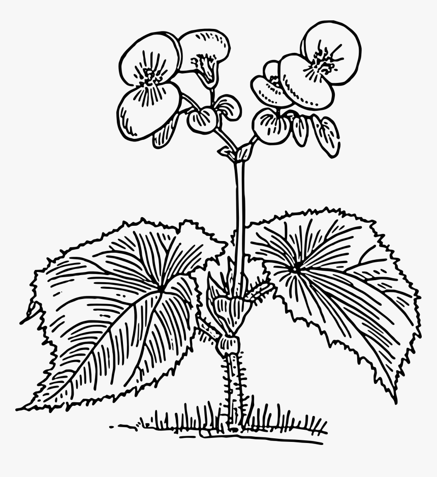 White Flower Background Png, Transparent Png