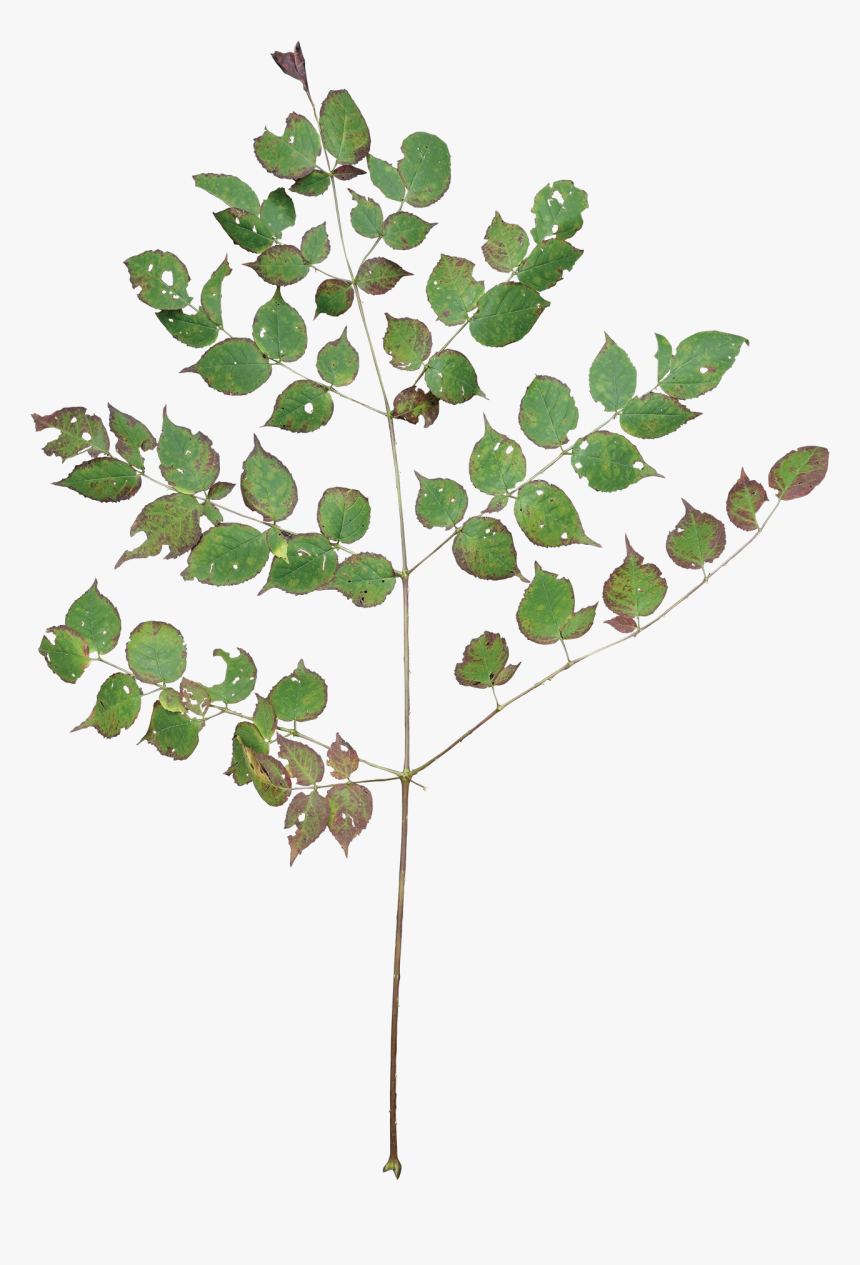 Tree Branch With Leaves Png, Transparent Png