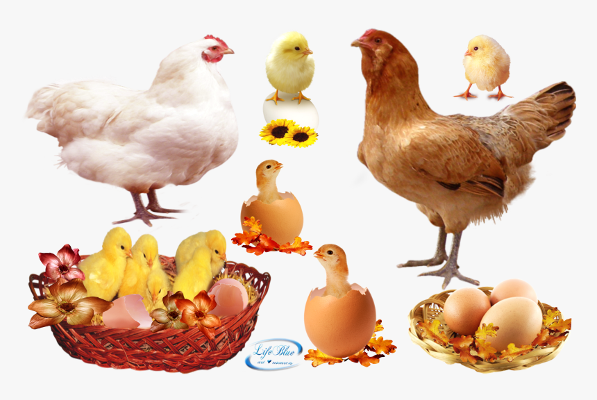 Food , Png Download, Transparent Png