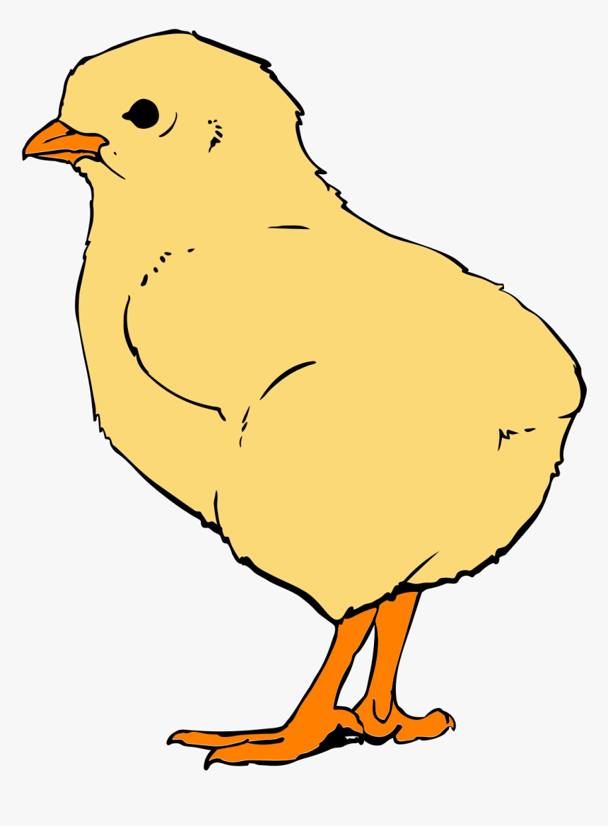 Chicks Png, Transparent Png
