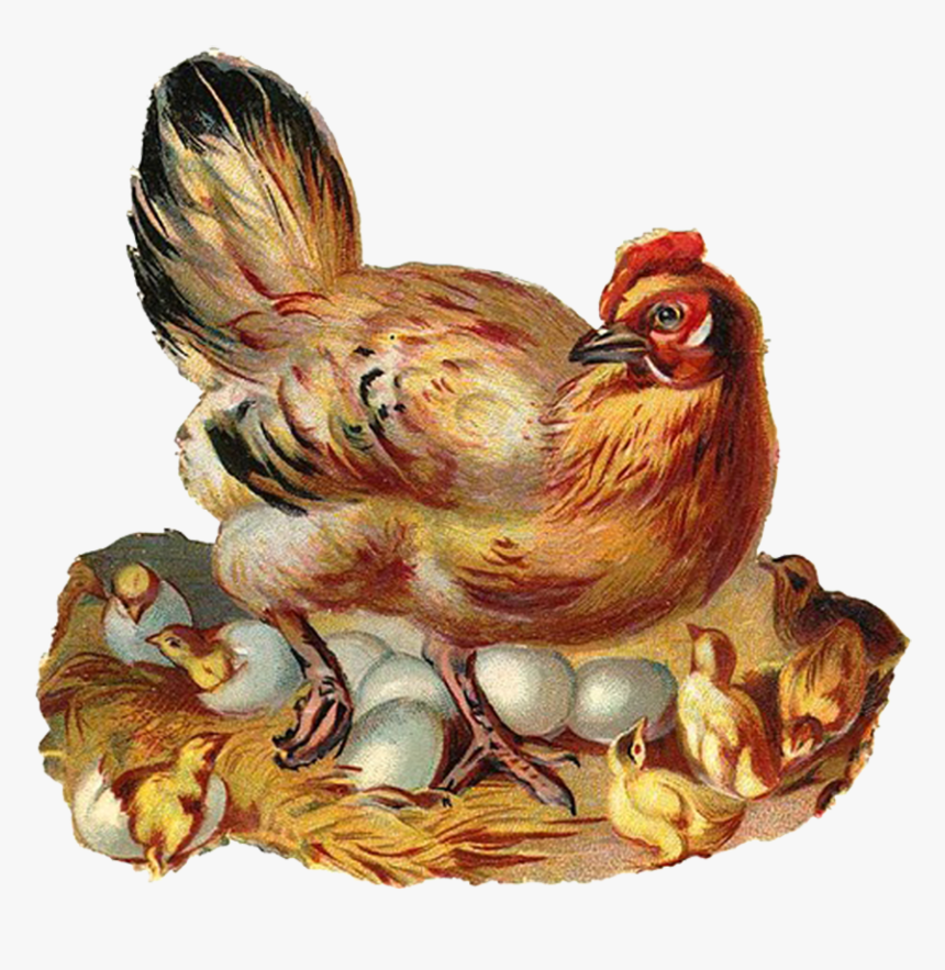 Transparent Baby Chicks Clipart, HD Png Download