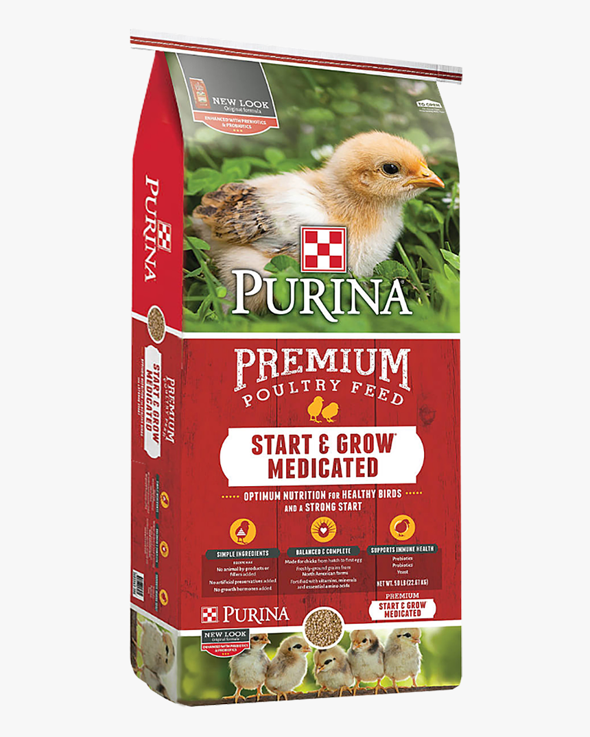 Chicks Png, Transparent Png