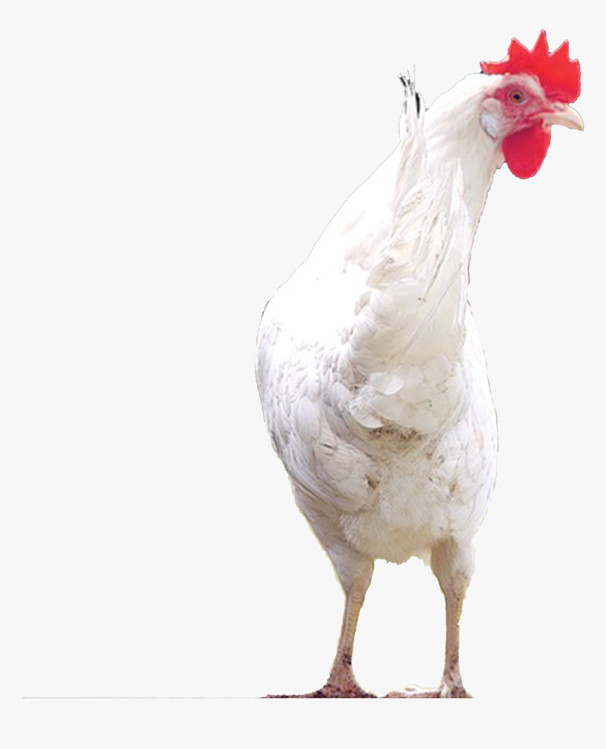 Chicks Png, Transparent Png