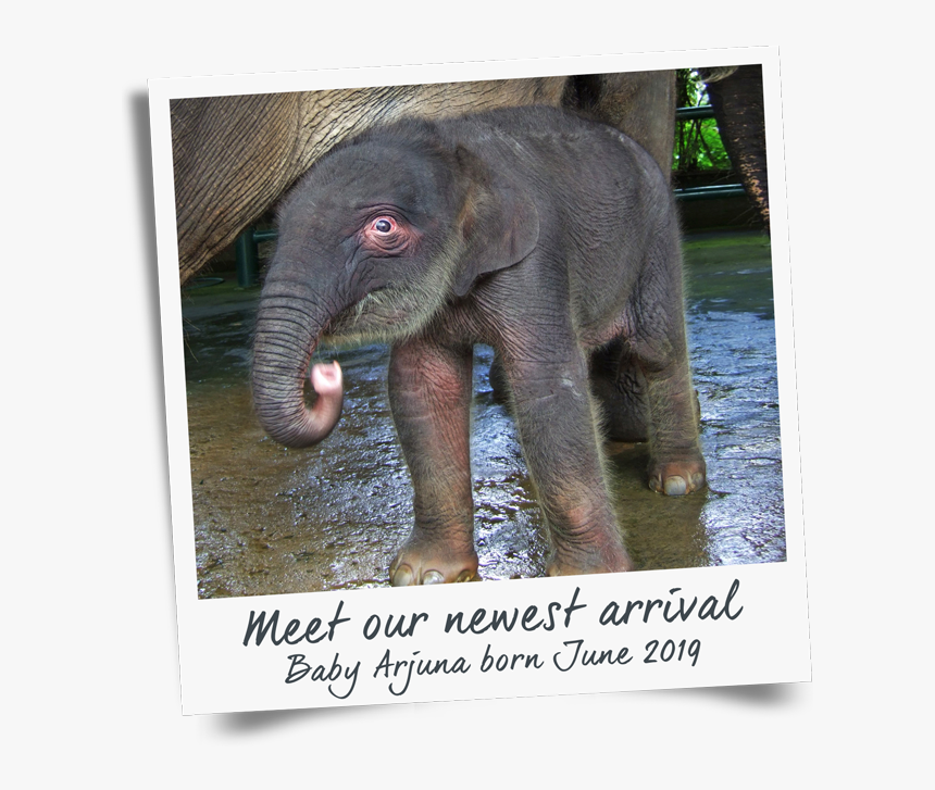 Indian Baby Png, Transparent Png