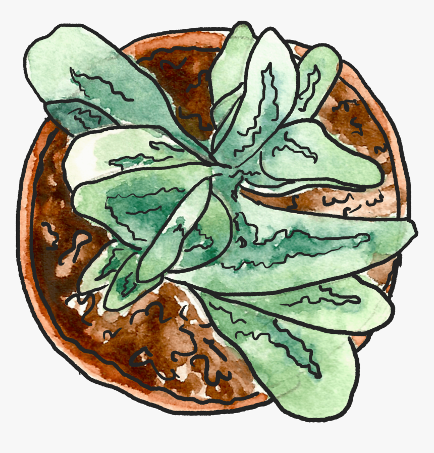 Anthurium, Hd Png Download, Transparent Png