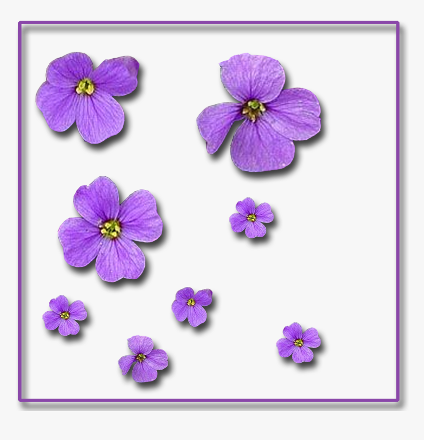 Single-flowers 1,200×1,200 Pixels, HD Png Download