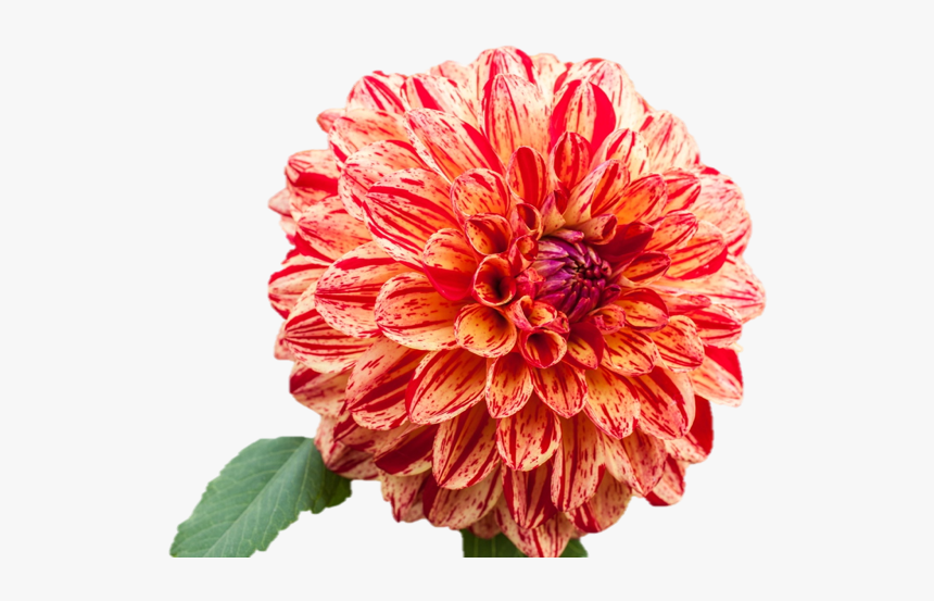 Dahlia Flower Png, Transparent Png