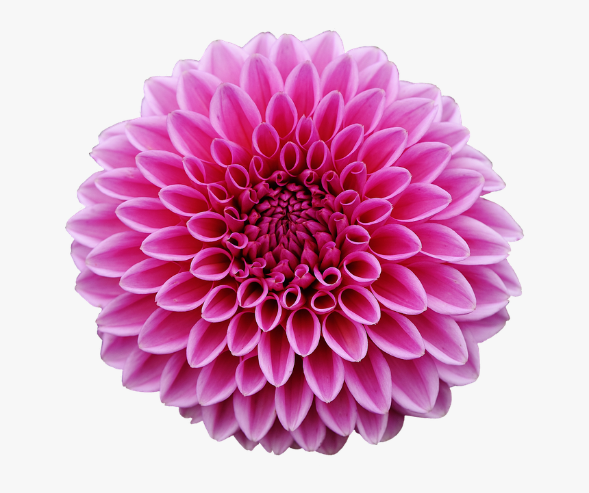 Dahlia Dahlias Autumn Asteraceae Flower Garden Hd Png Download Transparent Png Image Pngitem