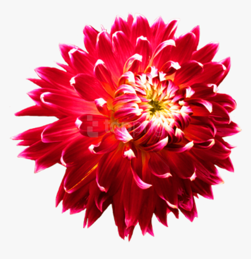 Flower,flowering Flowers,daisy Family,annual Flower,perennial, HD Png Download