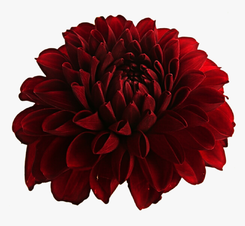 Dahlia, Flower, And Png Image, Transparent Png