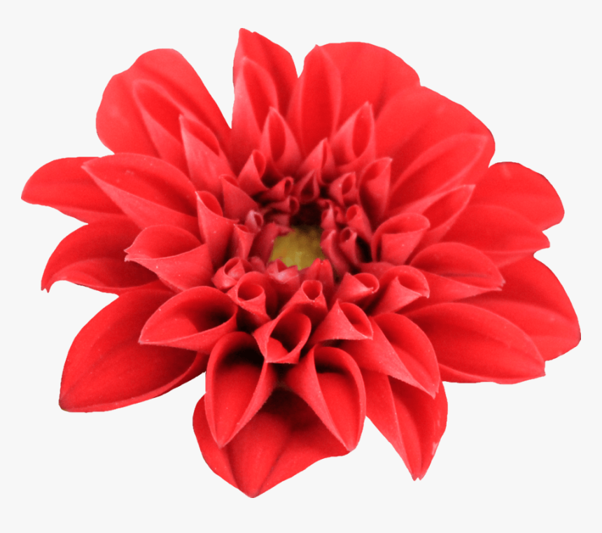Dahlia Open, HD Png Download