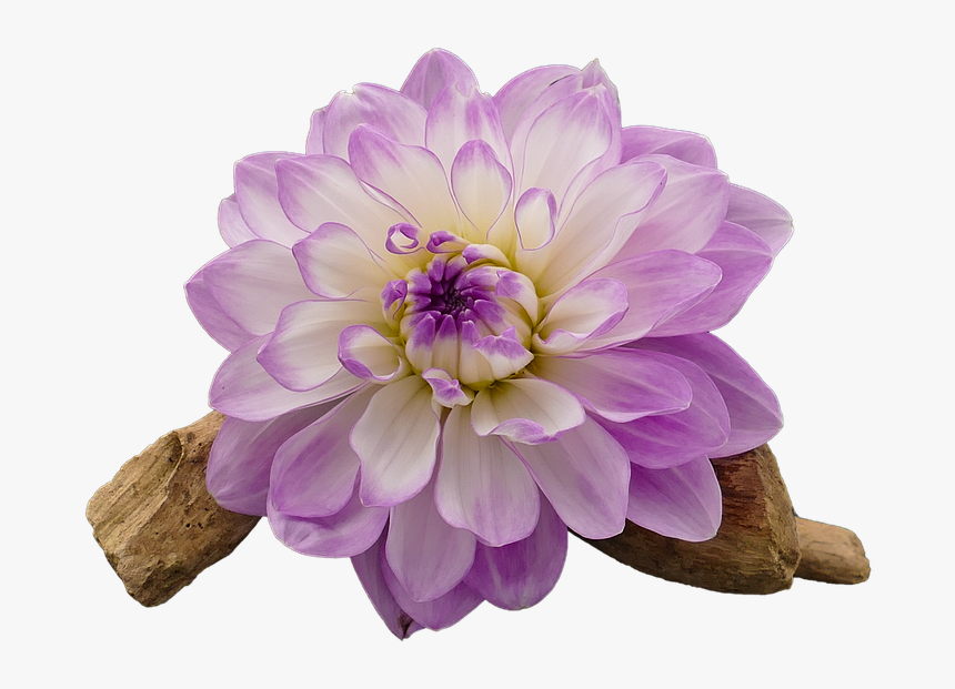 Transparent Dahlia Png, Png Download