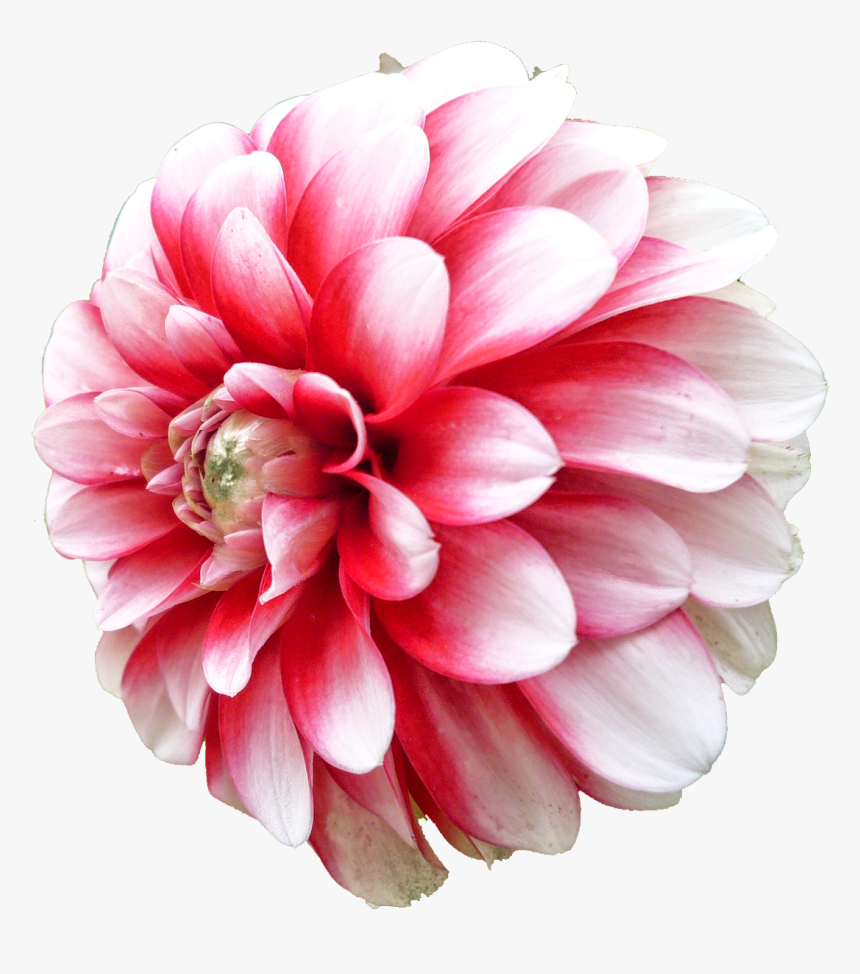 Dahlia Cut Flowers Daisy Family, HD Png Download