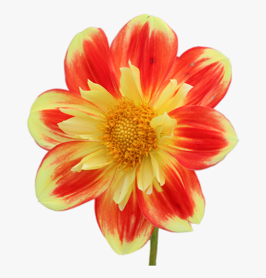 Dahlia Flower Png, Transparent Png