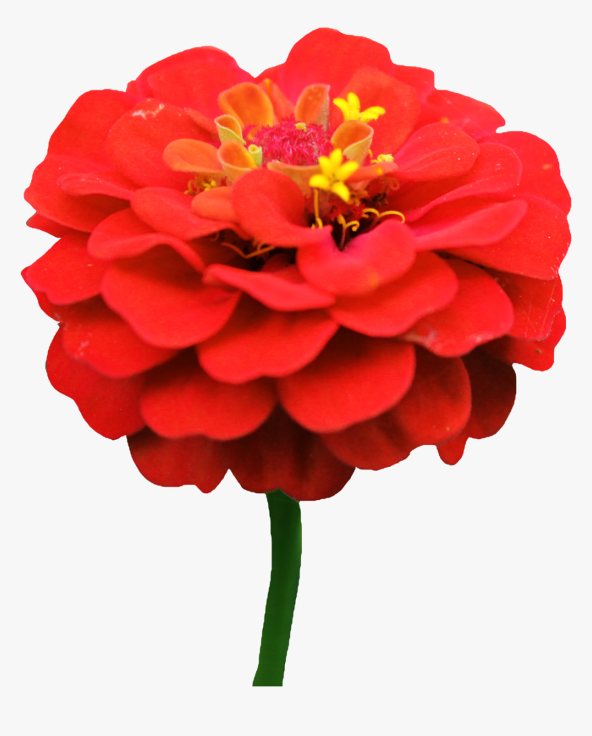 Transparent Dahlia Clipart, HD Png Download
