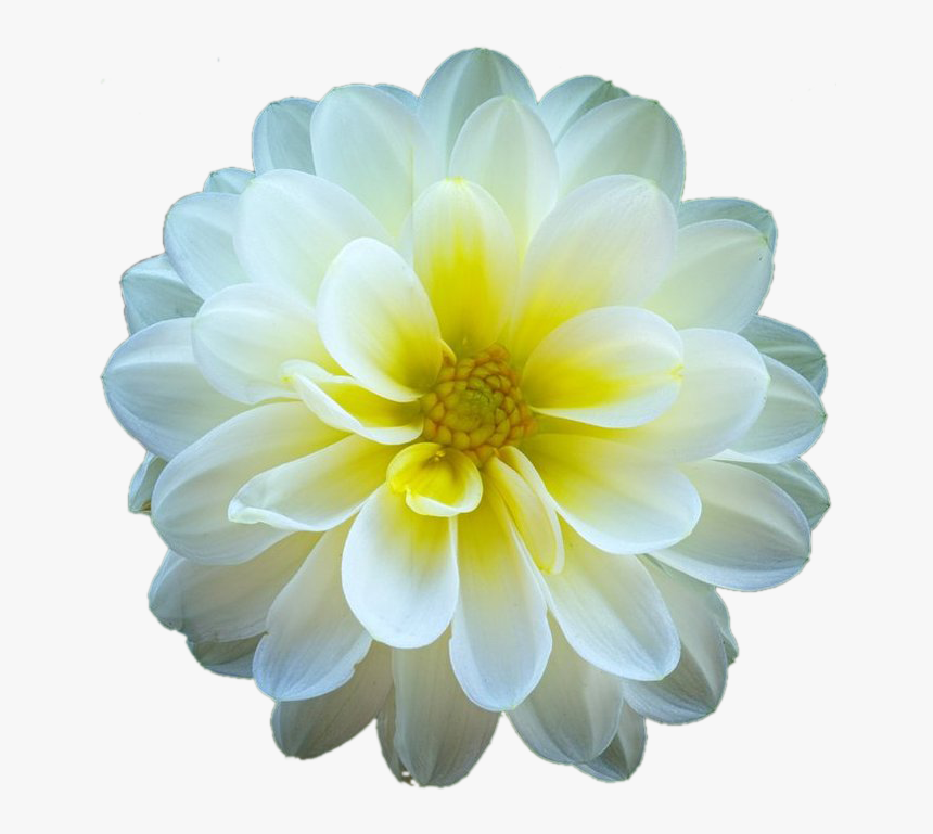 Dahlia Flower Png, Transparent Png