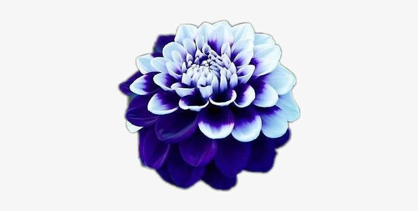 #flower #blue #dahlia #girly #cute, HD Png Download