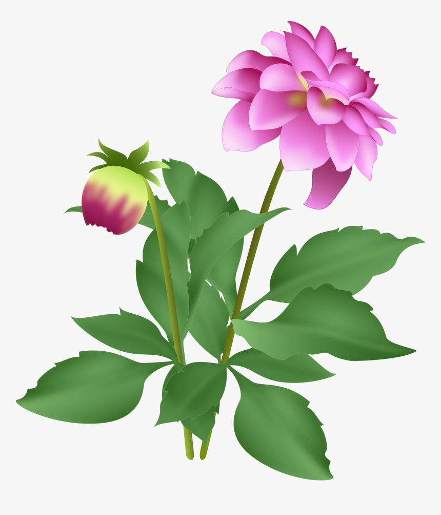 Pink Dahlia, HD Png Download
