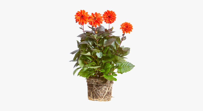 Dahlia, HD Png Download