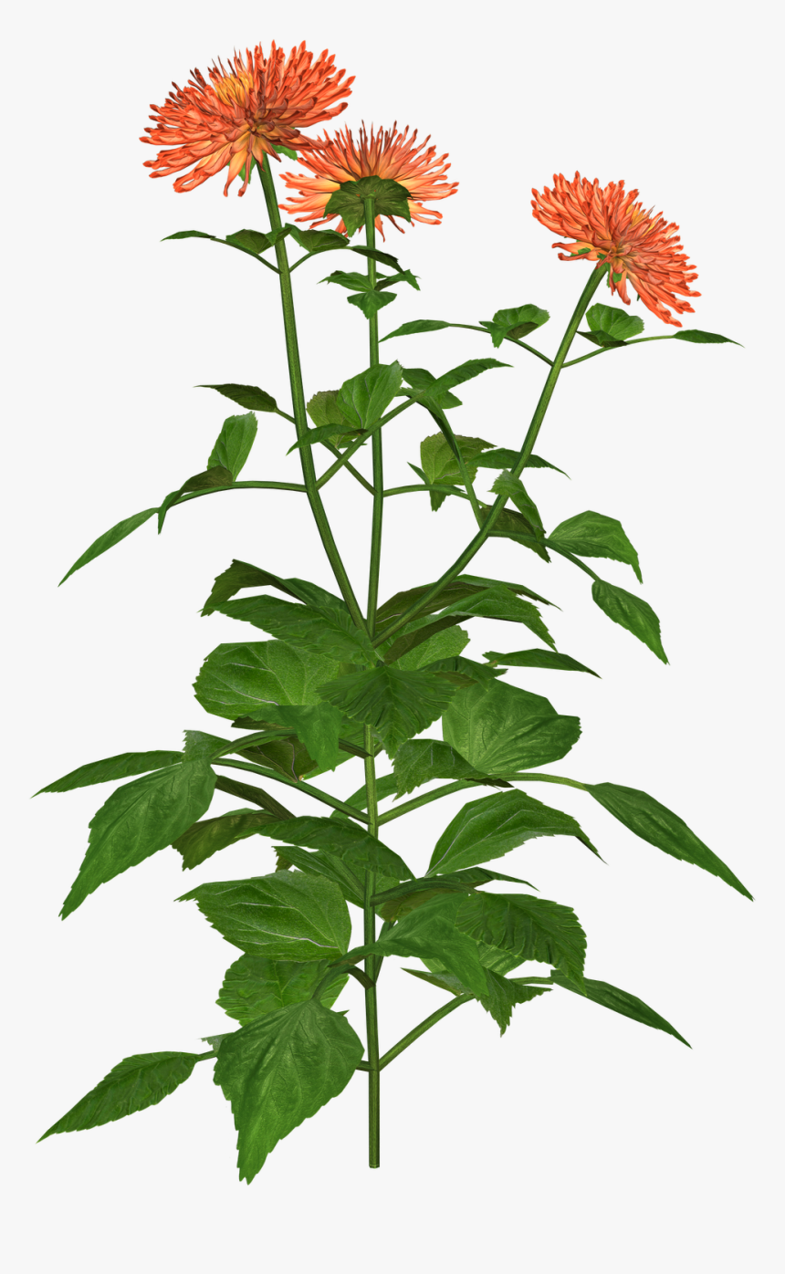Dahlia Flower Png, Transparent Png
