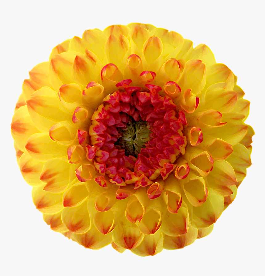 Dahlia Blossom Bloom Free Photo, HD Png Download