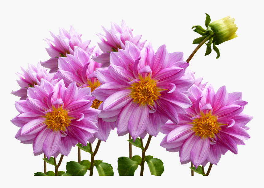 Dahlias, Autumn, Pink, Purple, Pink Flower, HD Png Download