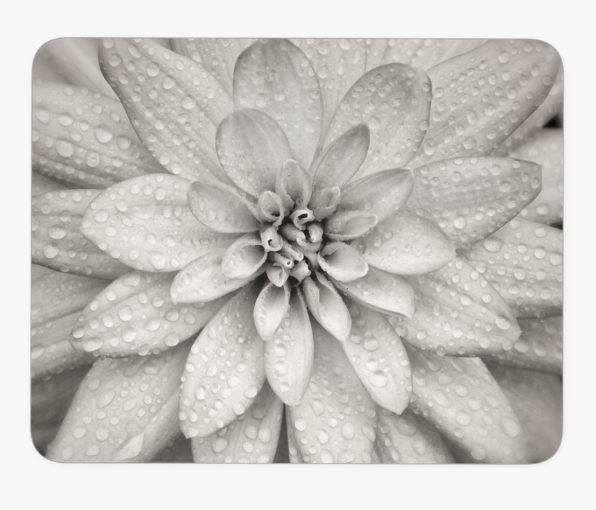 Dahlia Flower Mouse Pad, HD Png Download