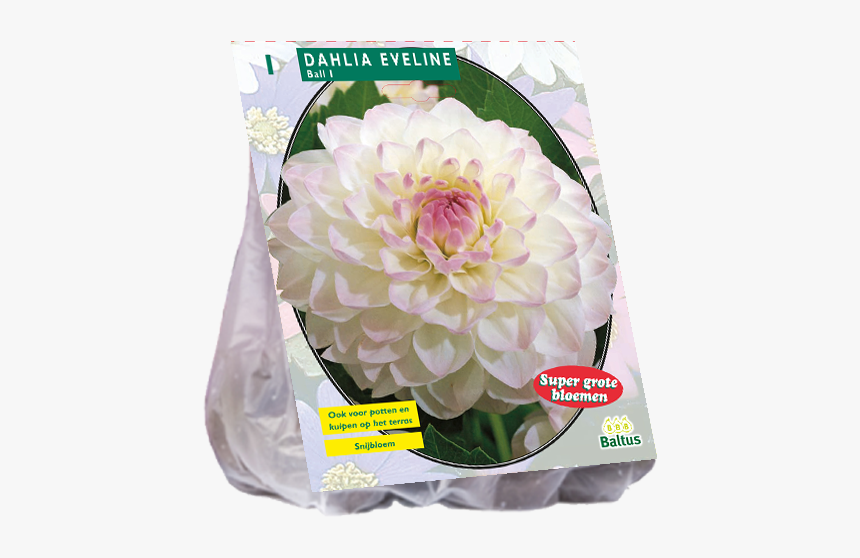 Dahlia Flower Png, Transparent Png