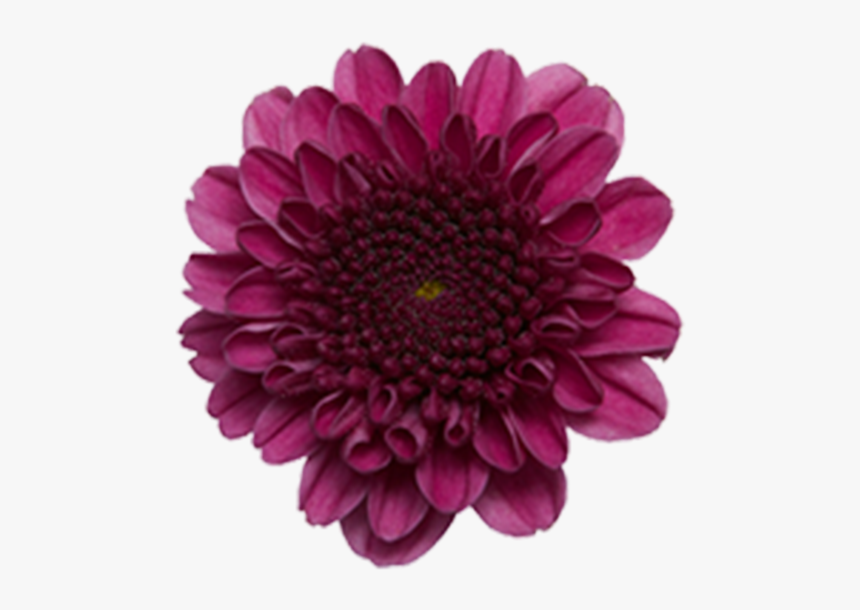 Click To Enlarge Image Purple Button Delirock2, HD Png Download