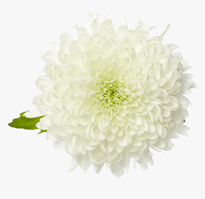 Dahlia Flower Png, Transparent Png