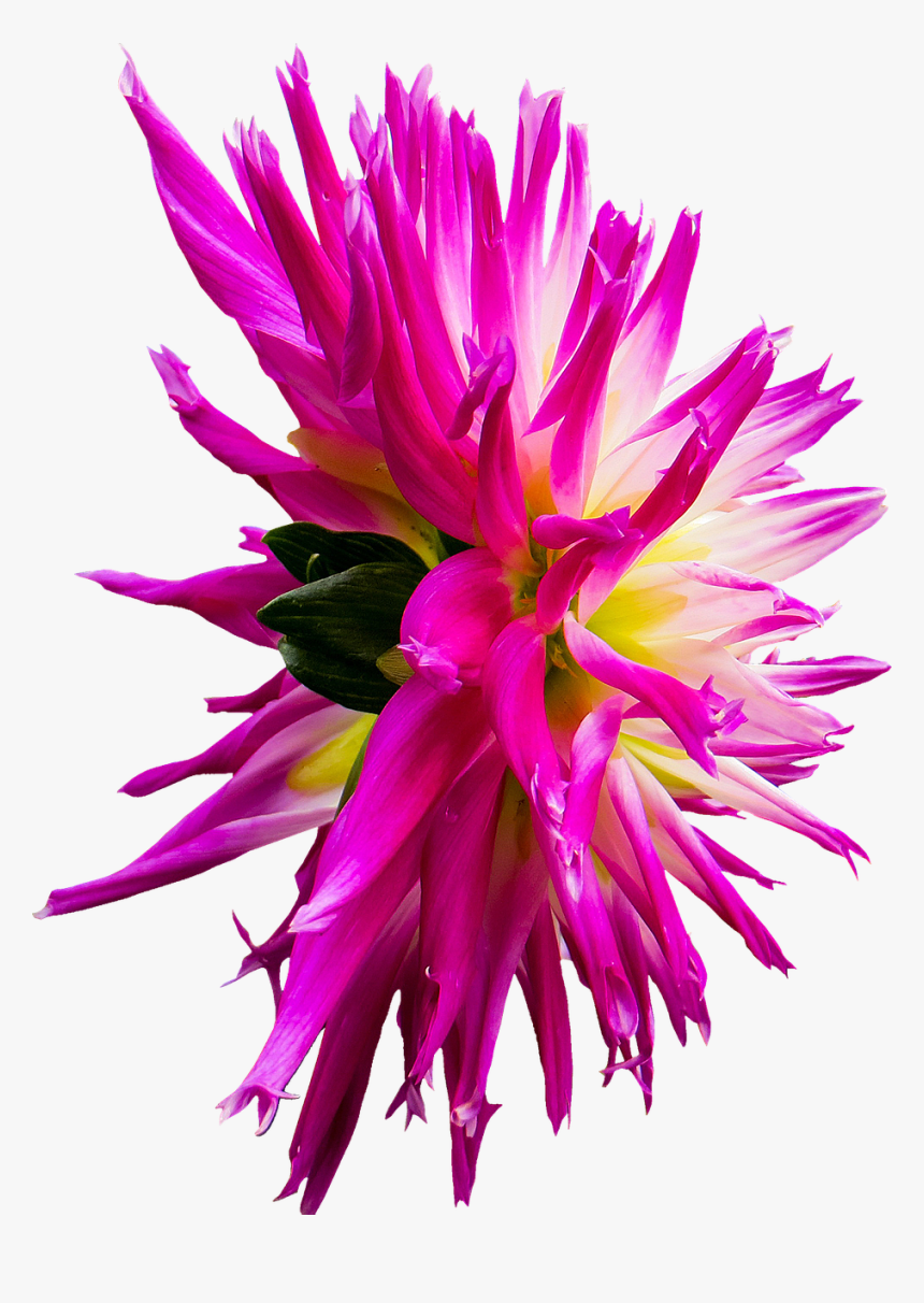 Dahlia Flower Png, Transparent Png
