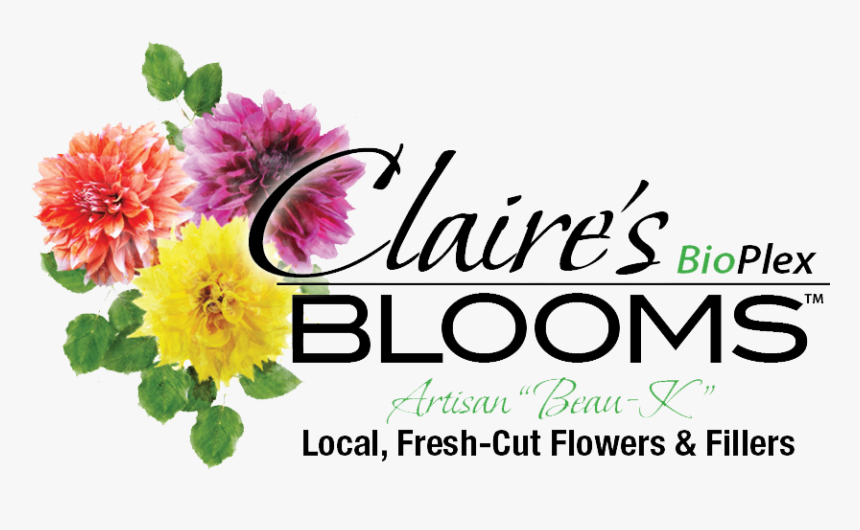 Dahlia Flower Png, Transparent Png