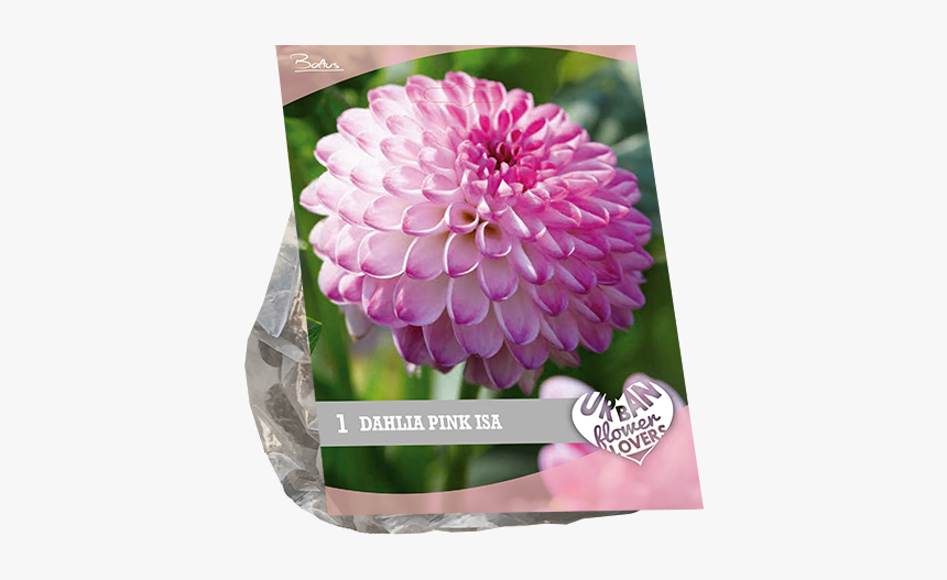 Dahlia Flower Png, Transparent Png
