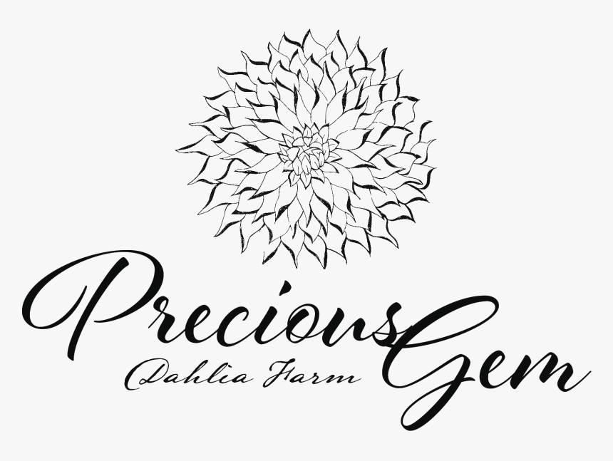 Dahlia Flower Png, Transparent Png