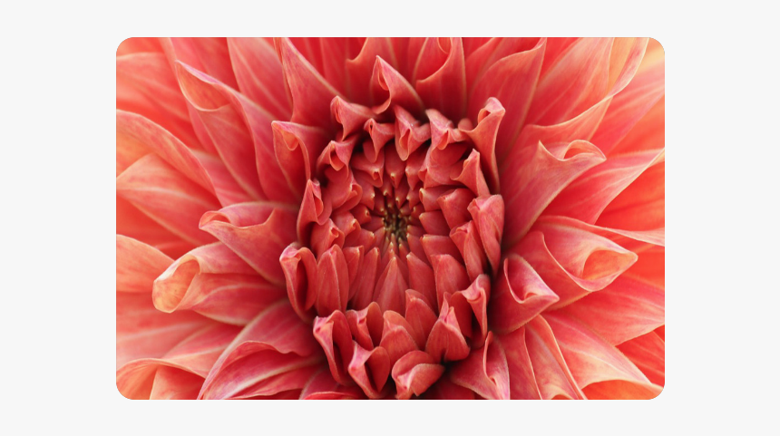 Bright Red Dahlia Flower Doormat, HD Png Download