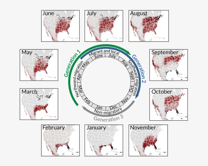 Butterflies Swarm Png, Transparent Png