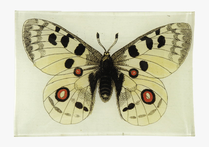 Butterflies Swarm Png, Transparent Png