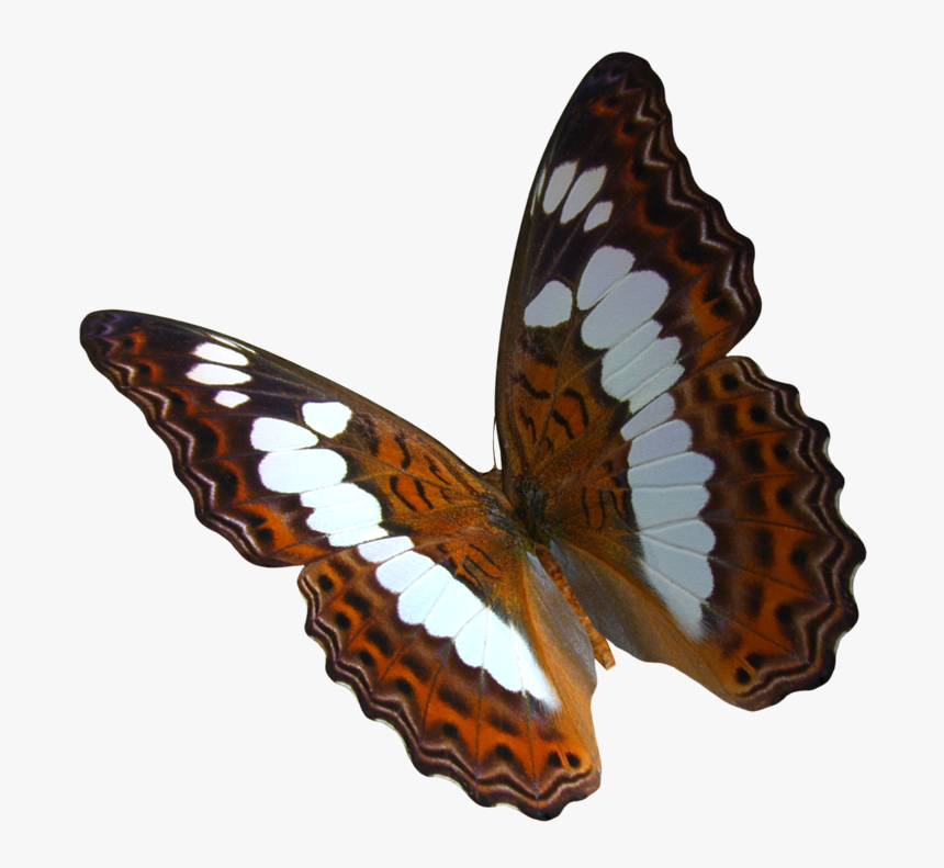 Swarm Of Postman Butterflies, HD Png Download