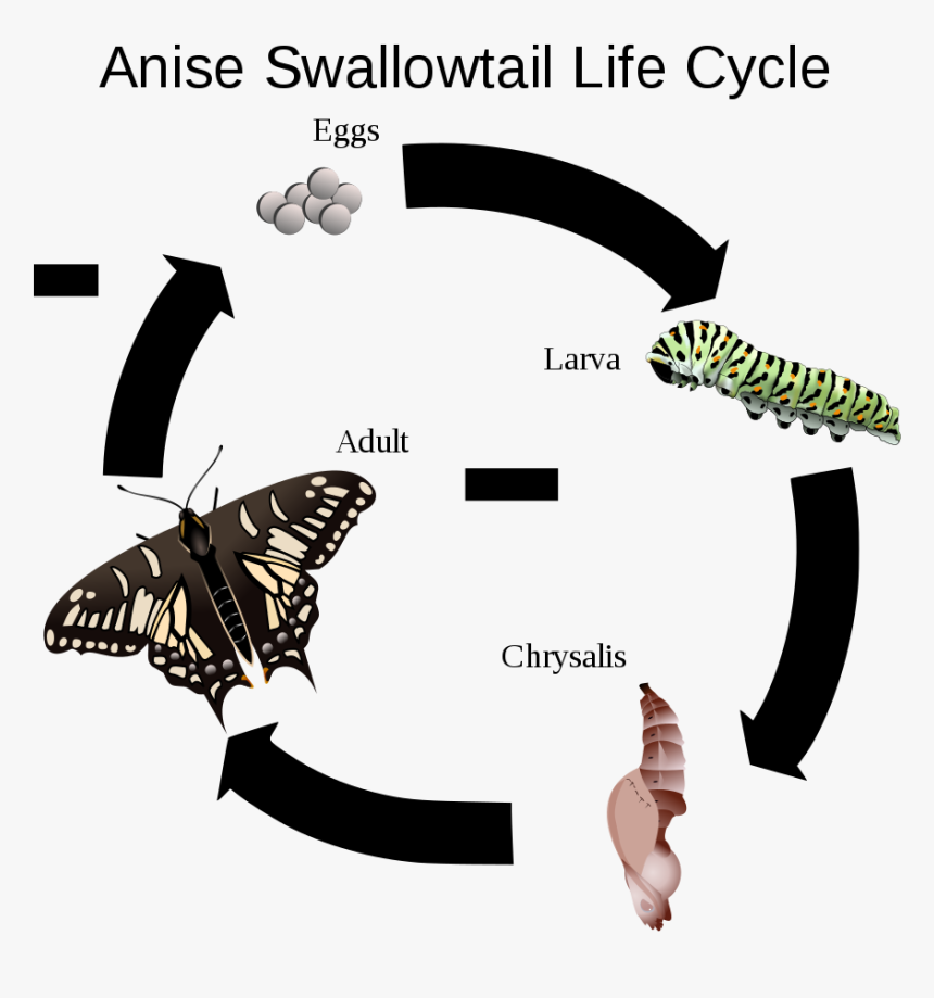 Butterflies Swarm Png, Transparent Png