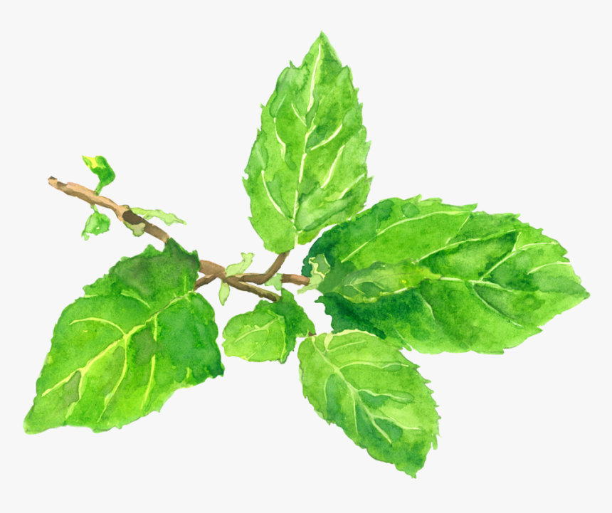 Tulsi Tree Png, Transparent Png